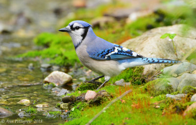 Blue Jay