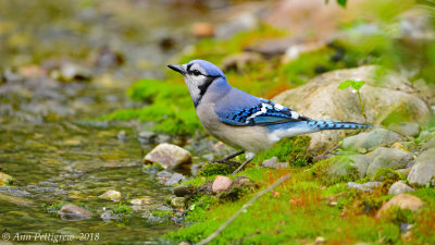 Blue Jay