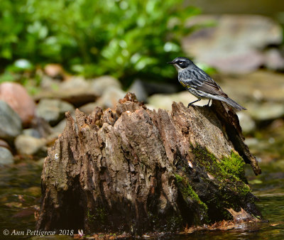 Yellow-rumped Warbler - Male