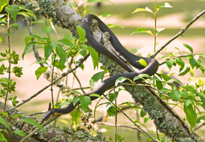 Water Snake sp.