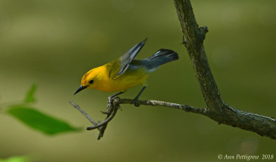 Prothonotary Warbler