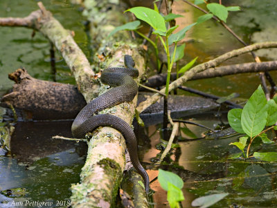 Water Snake sp.