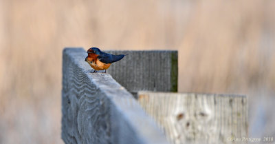 Barn Swallow