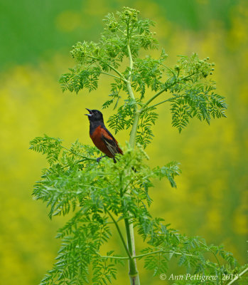 Orchard Oriole