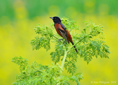 Orchard Oriole