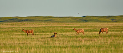 Elk