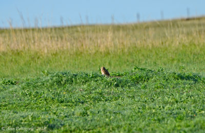 Burrowing Owl