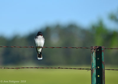 Eastern Kingbird