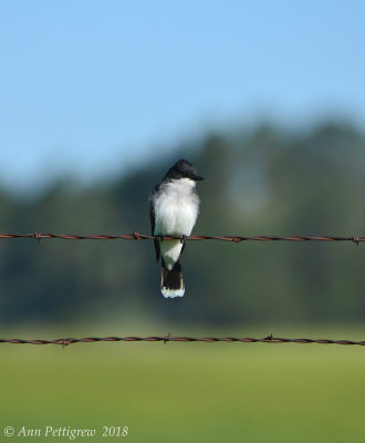 Eastern Kingbird