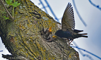 European Starlings