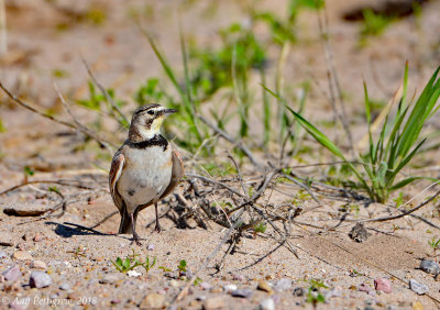 Horned Lark