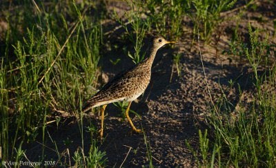 Upland Sandpiper