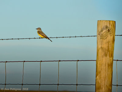 Western Kingbird