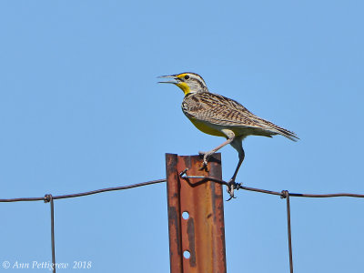 Meadowlark sp.