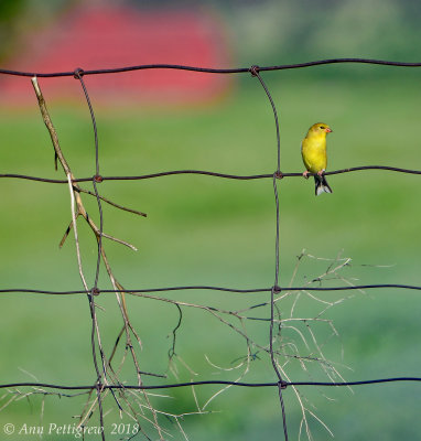 American Goldfinch