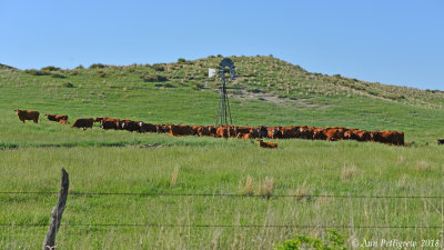 Cattle Ranch