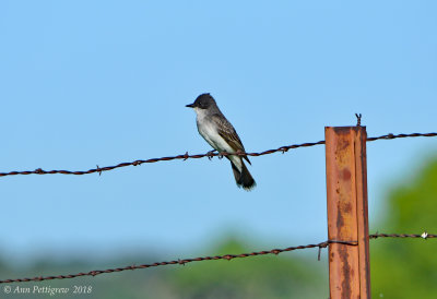 Eastern Kingbird