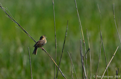 Grasshopper Sparrow