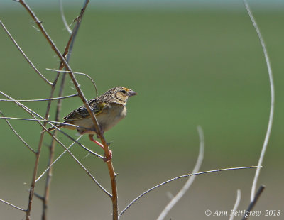 Grasshopper Sparrow