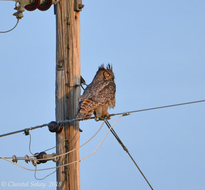 Great Horned Owl