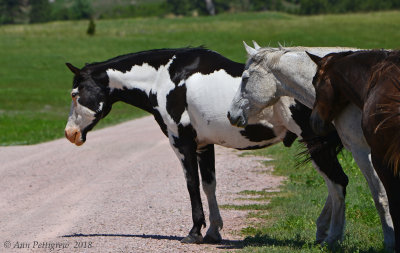 Rangers' Horses