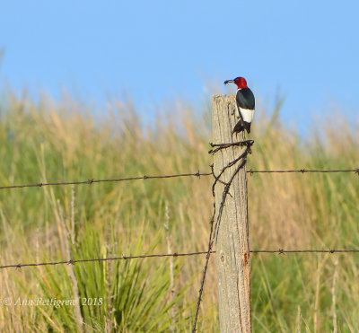 Red-headed Woodpecker