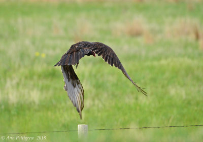 Turkey Vultures