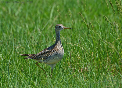 Upland Sandpiper