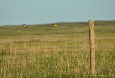 Western Kingbirds