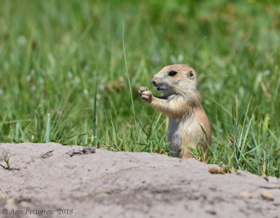 Young Black-tailed Prairie Dog