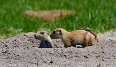 Young Black-tailed Prairie Dogs