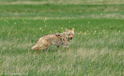 Coyote