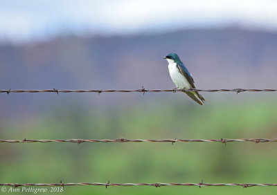 Tree Swallow