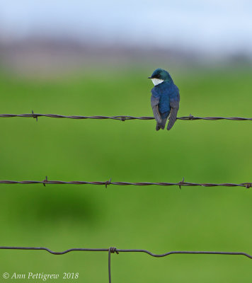 Tree Swallow