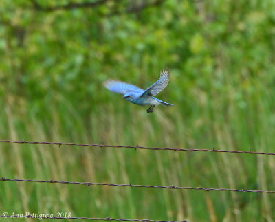 Mountain Bluebird