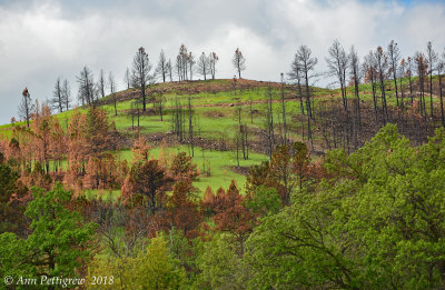 The Black Hills of Custer State Park