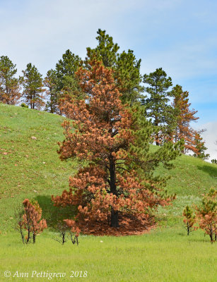 The Black Hills of Custer State Park