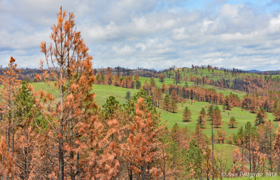 The Black Hills of Custer State Park