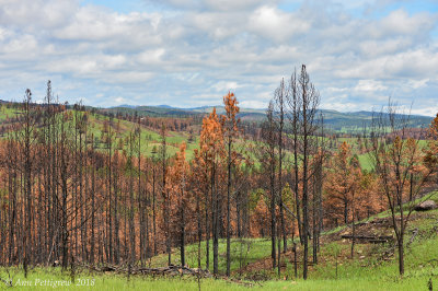 The Black Hills of Custer State Park