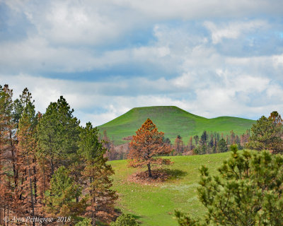 The Black Hills of Custer State Park