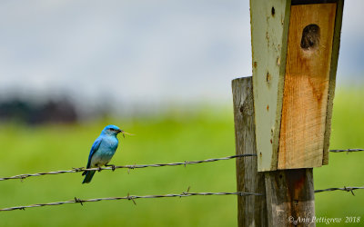 Mountain Bluebird - Male