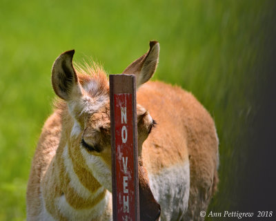 Pronghorn Doe