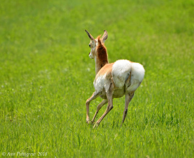 Pronghorn Doe