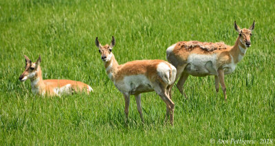 Pronghorn Does