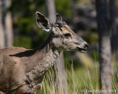 Mule Deer Buck