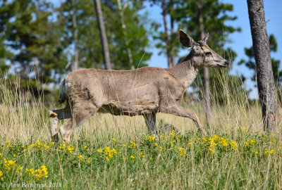 Mule Deer Buck