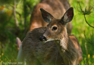White-tailed Deer