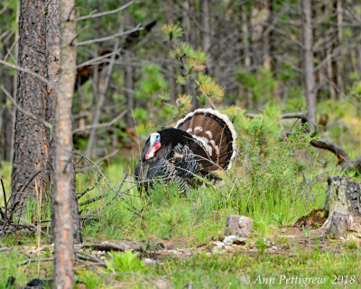 Wild Turkey