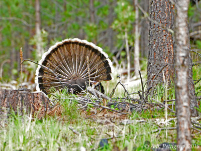 Wild Turkey