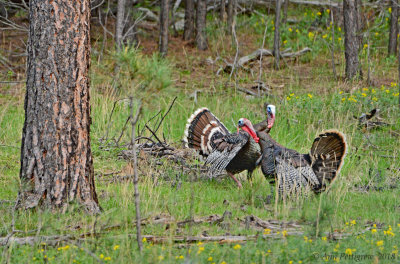 Wild Turkey